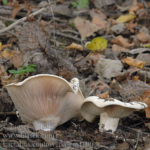 Lactarius controversus aj4100