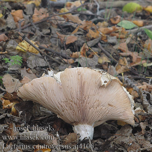 Lactarius controversus aj4106