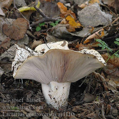 Lactarius controversus aj4110