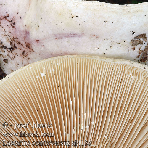 Lactarius controversus aj4133