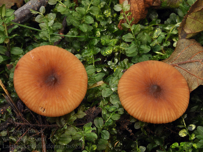 Lactarius_cyathuliformis_bs9524