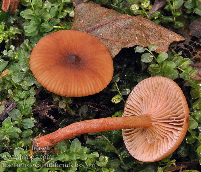 Lactarius_cyathuliformis_bs9526