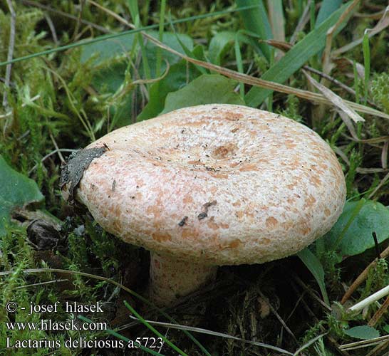 Lactarius deliciosus Saffron Milkcap Velsmagende mælkehat