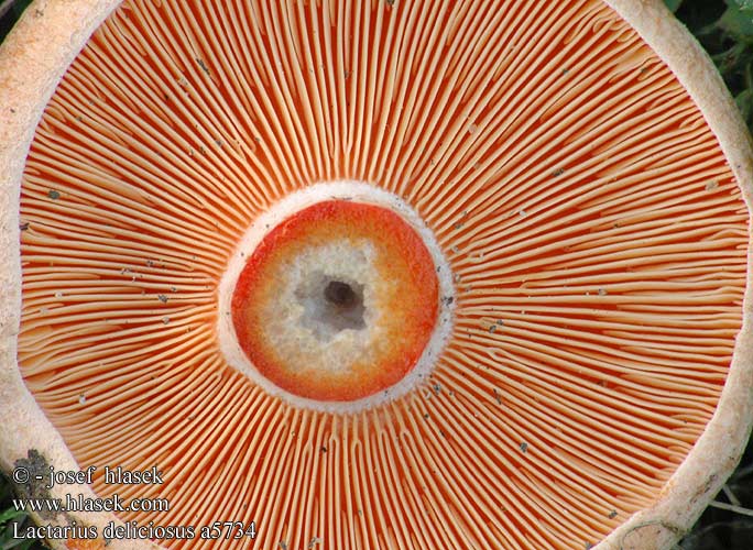 Lactarius deliciosus a5734