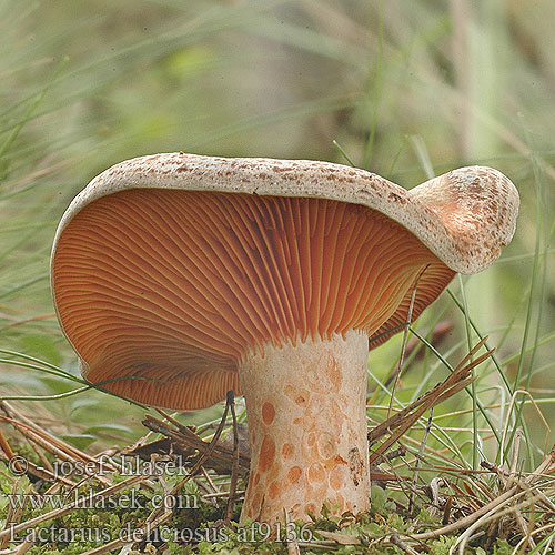 Lactarius deliciosus Echter Reizker Mleczaj rydz Rýdzik pravý