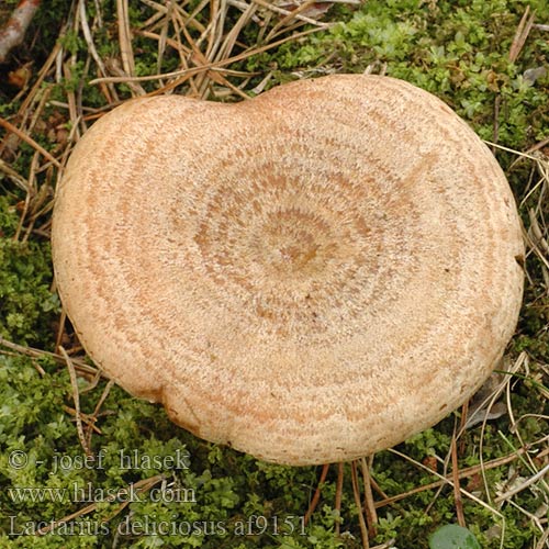 Lactarius deliciosus Velsmagende mælkehat männynleppärousku