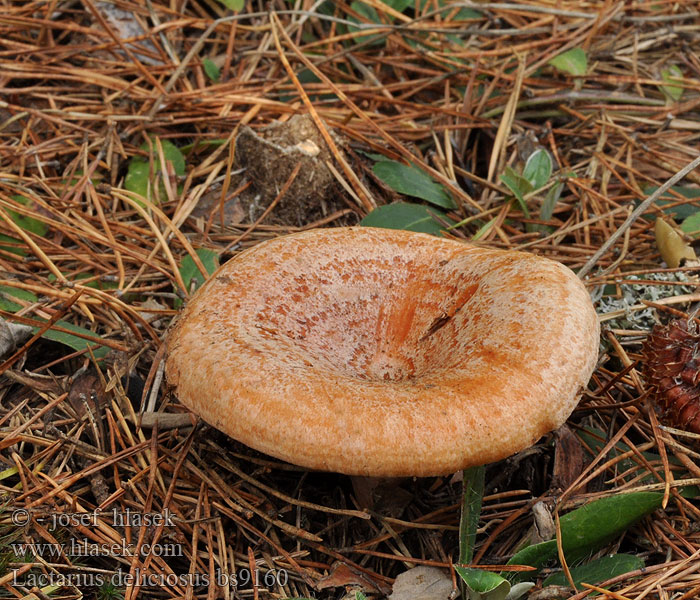 Lactarius deliciosus Mleczaj rydz Rýdzik pravý