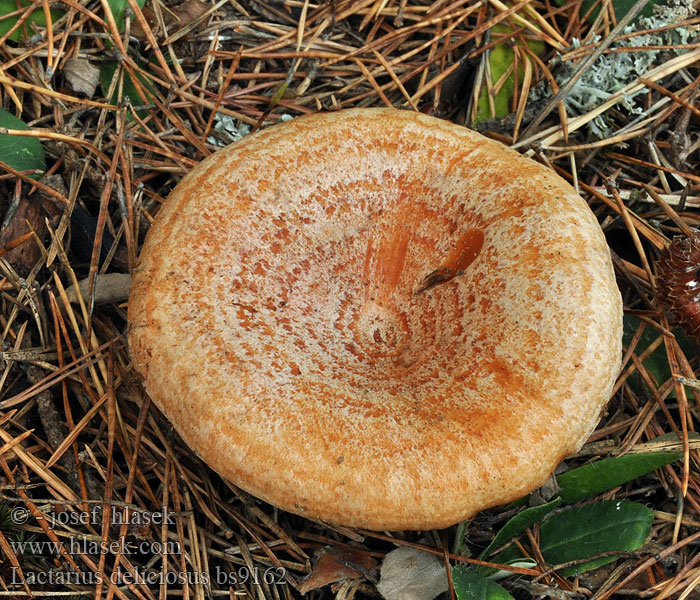 Lactarius_deliciosus_bs9162