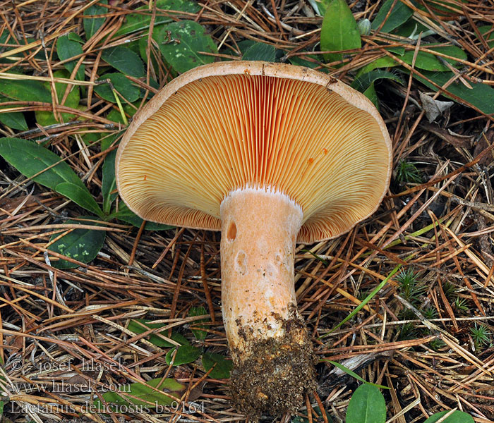 Lactarius deliciosus Рыжик еловы