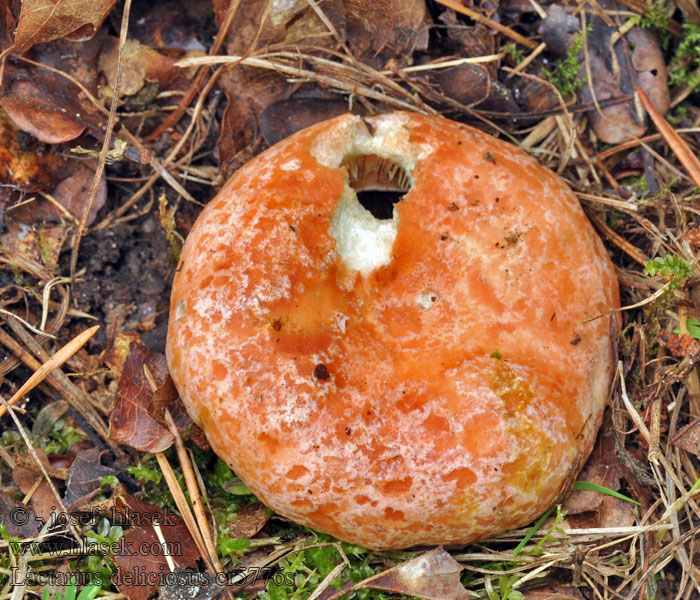 Lactarius deliciosus