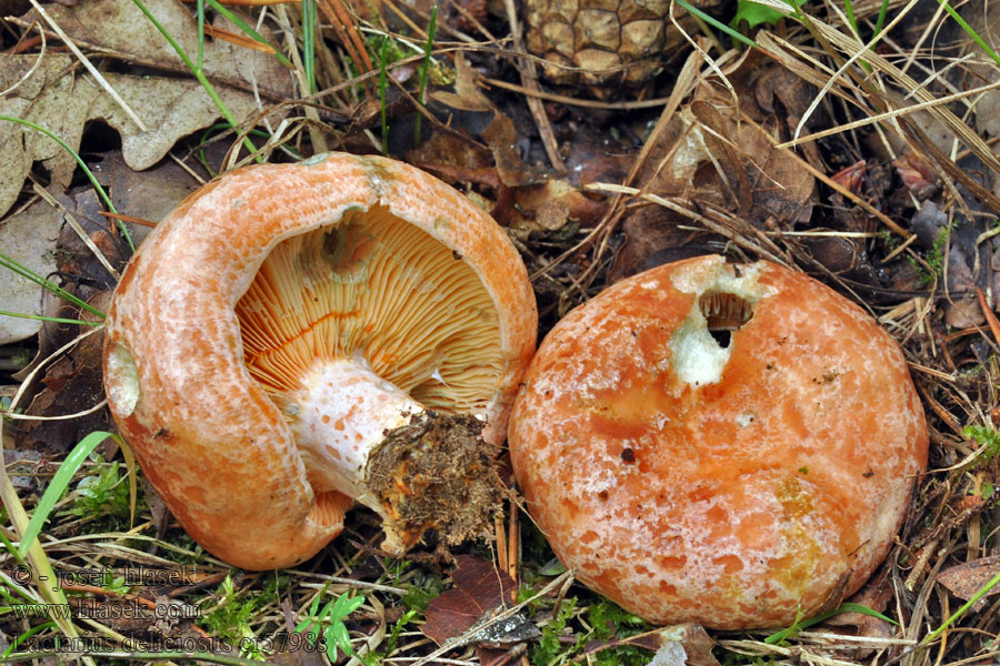 Lactarius deliciosus