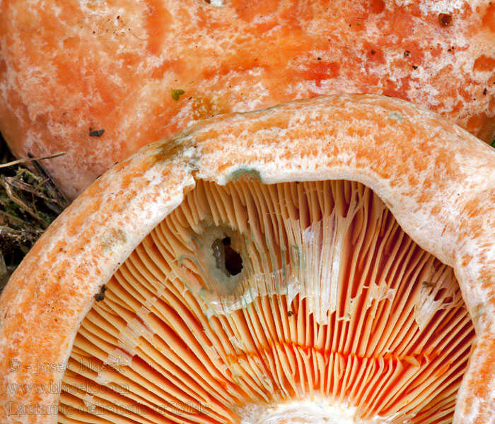 Lactarius deliciosus