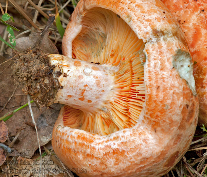 Lactarius deliciosus