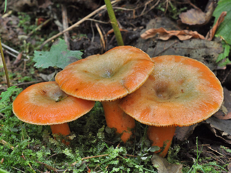 Lactarius deterrimus Ryzec smrkový Mleczaj świerkowy