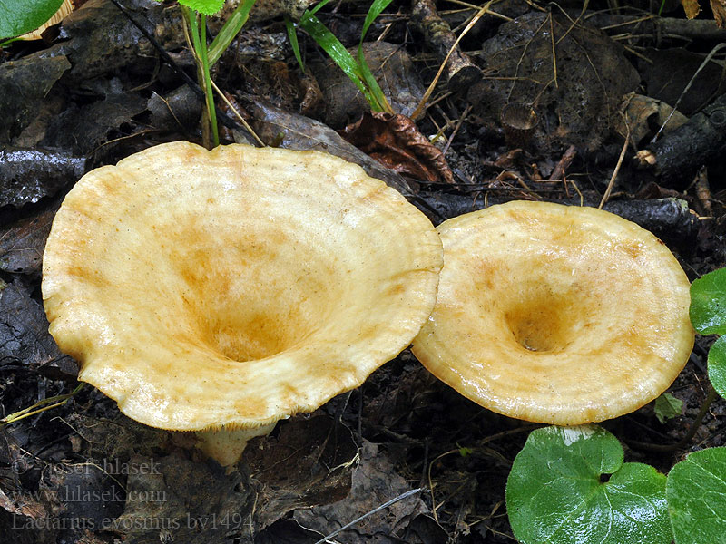 Lactarius evosmus Ryzec jablečný ovocný Blasser Zonen-Milchling