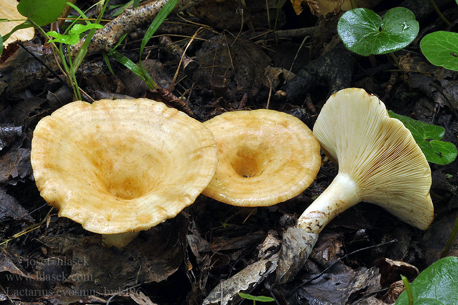 Lactarius evosmus Vaaggegordelde melkzwam Rýdzik jablčný