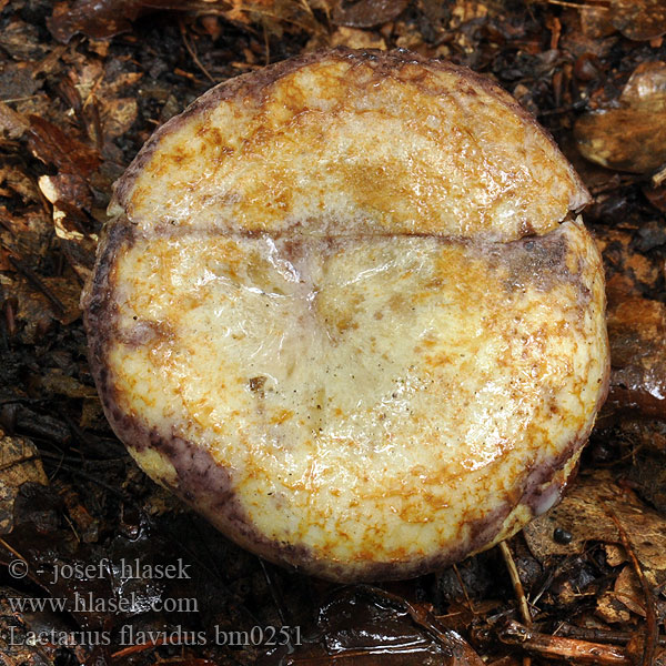 Lactarius flavidus Hellgelbe Violett-Milchling