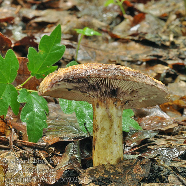 Lactarius flavidus bm0254