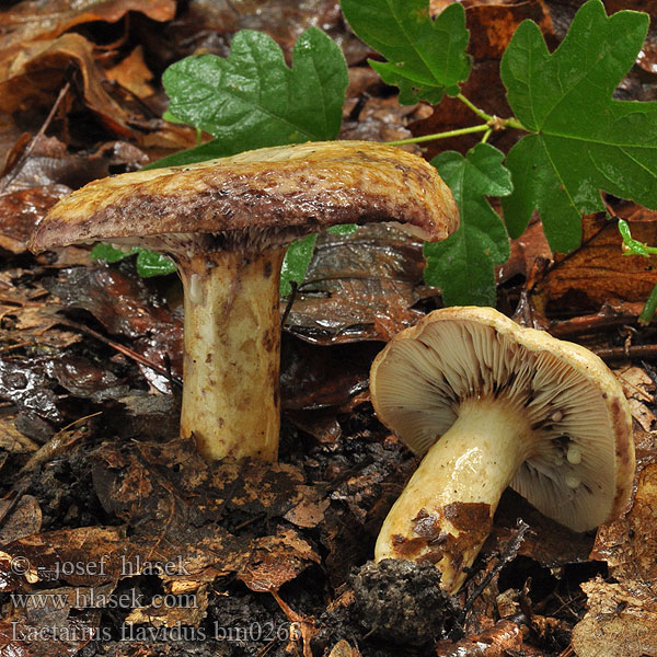 Lactarius flavidus bm0263