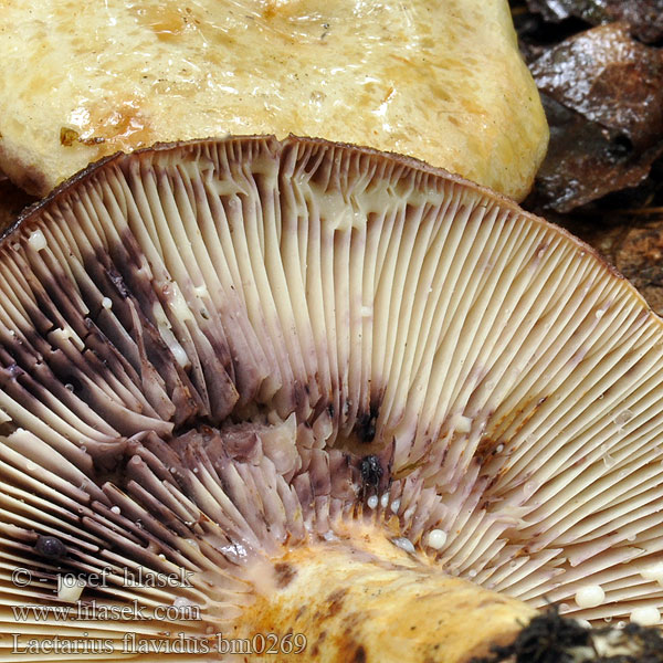 Lactarius flavidus bm0269