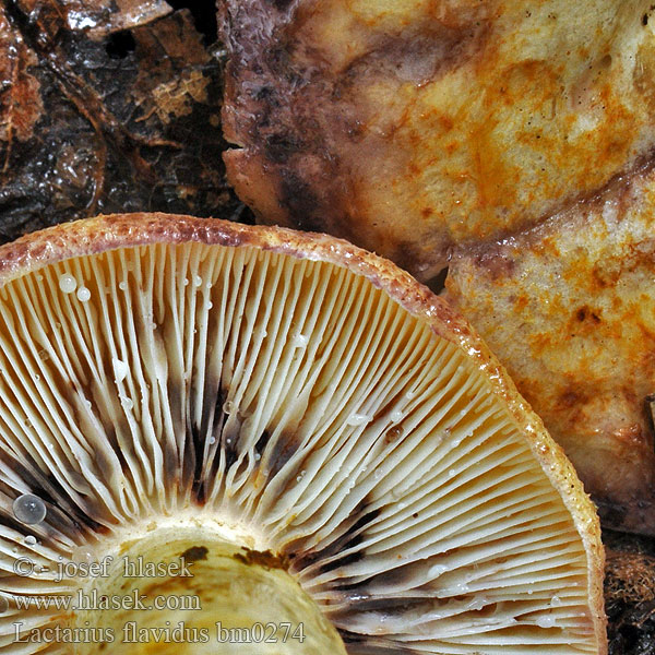 Hellgelbe Violett-Milchling Gul lilariska Ryzec žlutavý