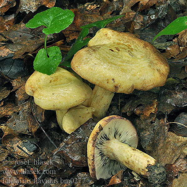 Lactarius flavidus bm0277