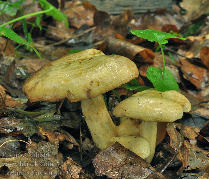 Lactarius flavidus bm0281