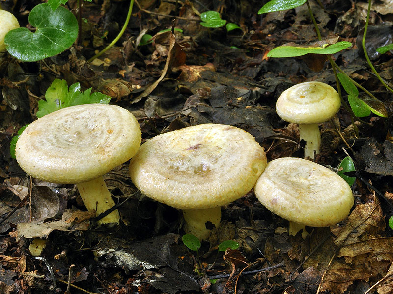 Lactarius flavidus Lactaire jaunatre