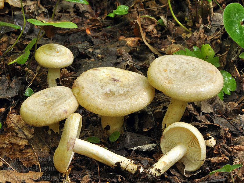 Lactarius flavidus Ryzec žlutavý