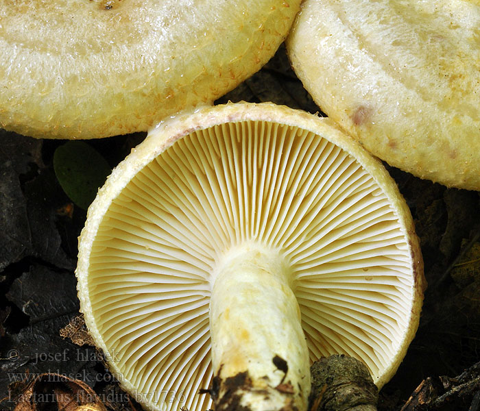 Lactarius flavidus Млечник желтоватый блёклый