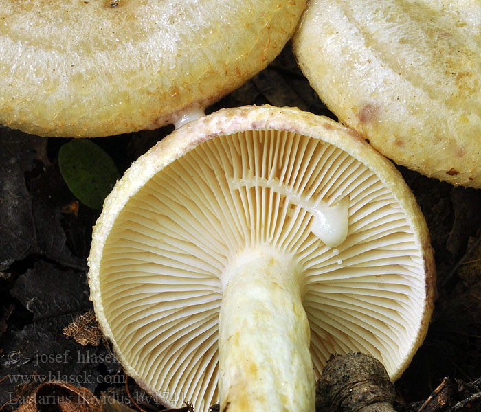 Lactarius flavidus Mleczaj żóławy