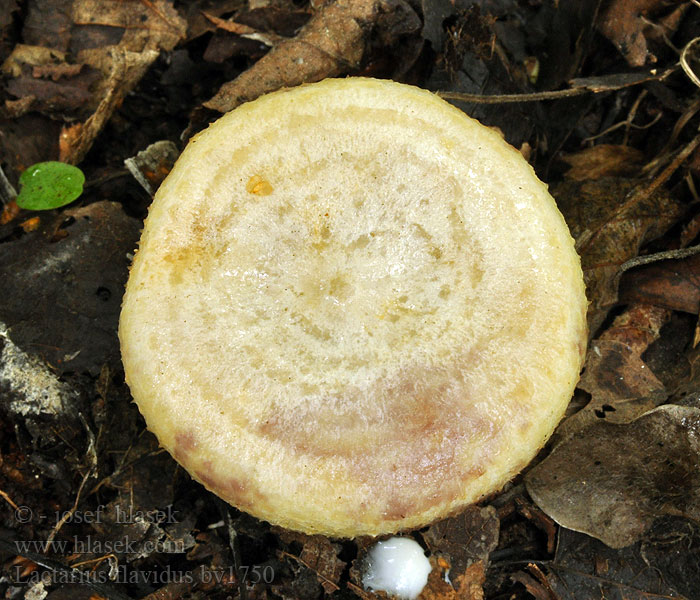 Lactarius flavidus Gele violetmelkzwam