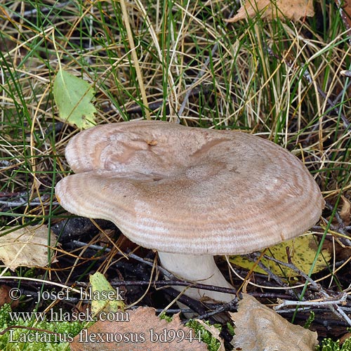 Lactarius flexuosus Ryzec zprohýbaný Bugtet mælkehat Rusonurmirousku Nurmirousku Lactaire marge flexueuse Bochtige melkzwam Lactaire sinueux Verbogener Milchling Bølgeriske Mleczaj wygięty Дуплянка серая Серушка Rýdzik hnedastoružový Buktriska