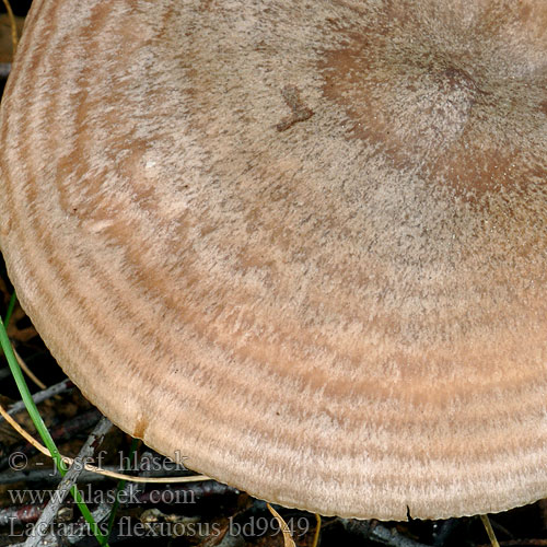 Lactarius flexuosus bd9949