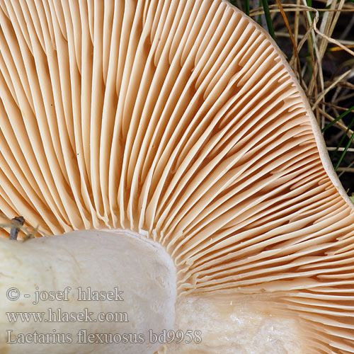 Lactarius flexuosus bd9958