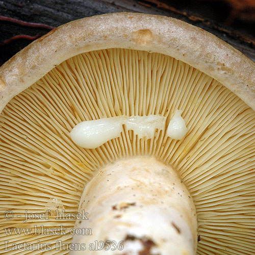 Lactarius fluens al9536