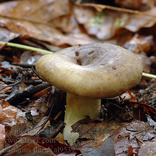 Lactarius fluens al9539