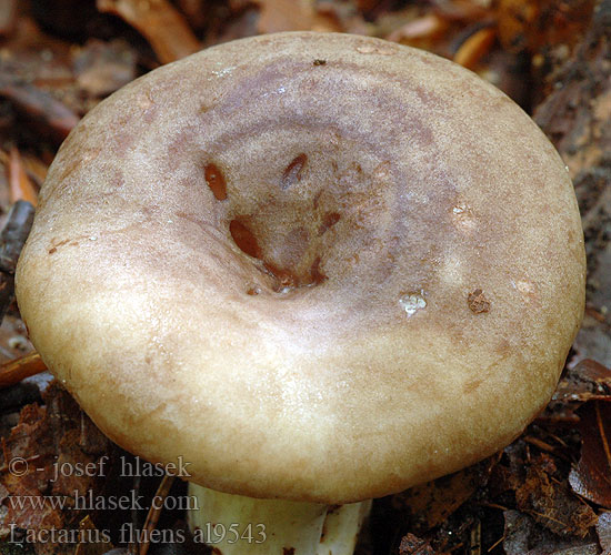 Lactarius fluens al9543