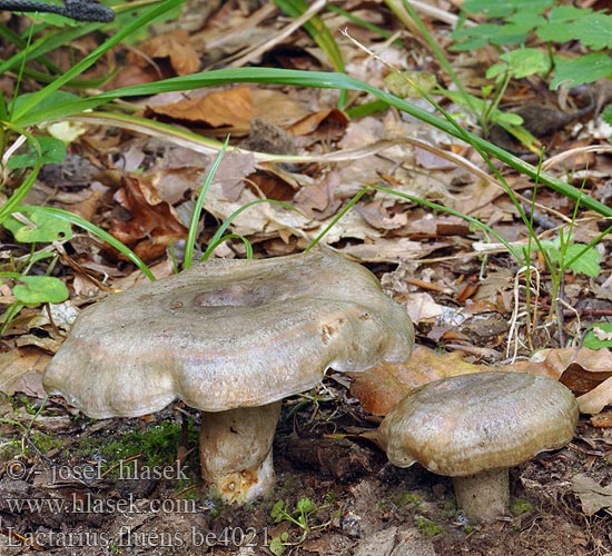 Lactarius fluens be4021