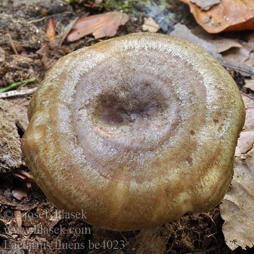 Lactarius fluens be4023