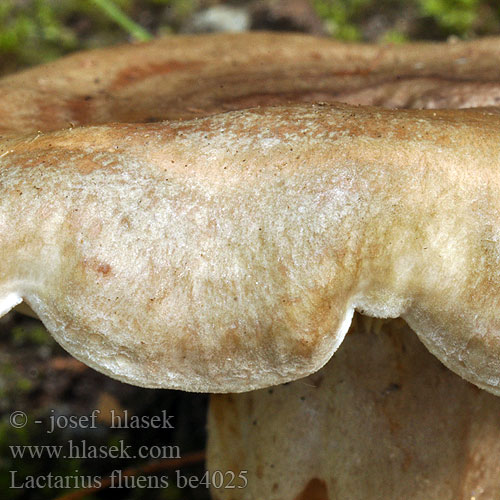 Lactarius fluens be4025