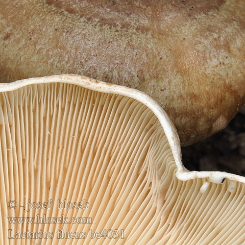 Lactarius fluens be4031