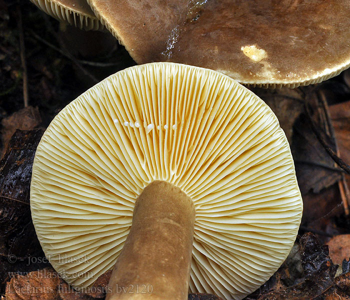 Lactarius fuliginosus Ryzec sazový Rußfarbener Milchling