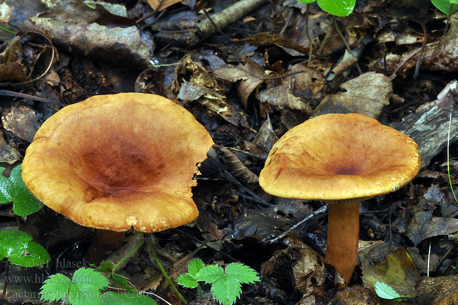 Lactarius fulvissimus Ryzec žlutohnědý Mleczaj matowy