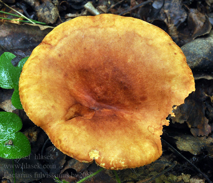 Lactarius fulvissimus Orangefuchsiger Milchling Rýdzik hrdzavý