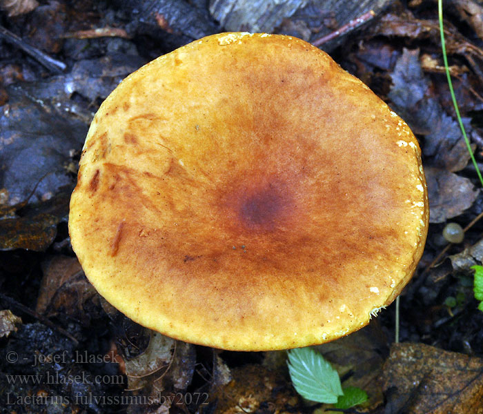 Lactarius fulvissimus Rode kleibosmelkzwam Ræve-mælkehat