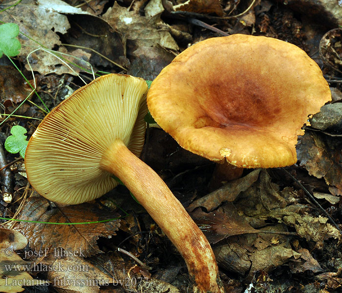 Lactarius fulvissimus Rävriska Lännenrousku Lactaire fauve