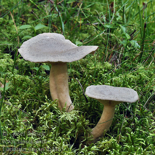 Lactarius fuscus bi4465