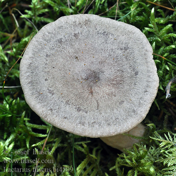 Lactarius fuscus mammosus Ryzec libovonný Rýdzik kokosový