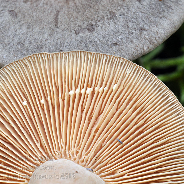 Lactarius fuscus bi4513